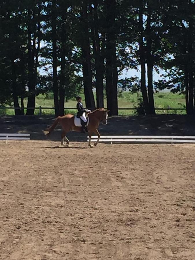 ホテル Sassi Talu Horsefarm ペルヌ エクステリア 写真