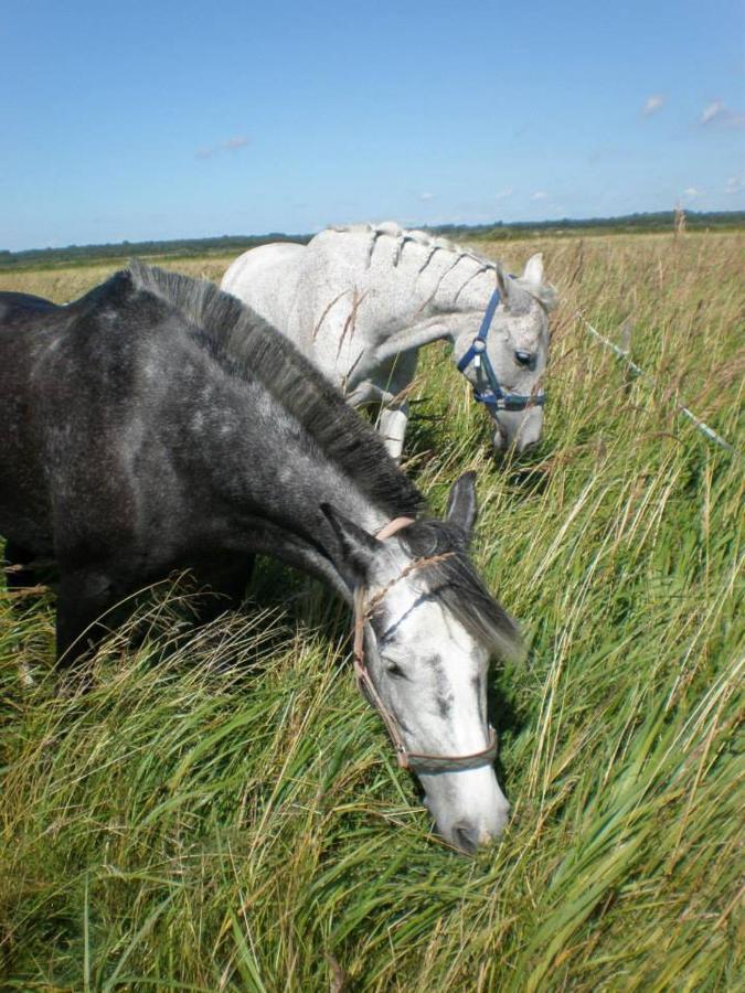 ホテル Sassi Talu Horsefarm ペルヌ エクステリア 写真